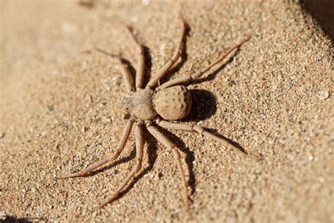 The female redback spider contains toxic venom, and it’s known to have killed a few people with a single bite. Its venom contains neurotoxins that severely damage the nervous system. 6. Six-Eyed Sand Spider. The six-eyed sand spider is the most venomous spider found in the sandy places and deserts of South Africa. It’s thought to …